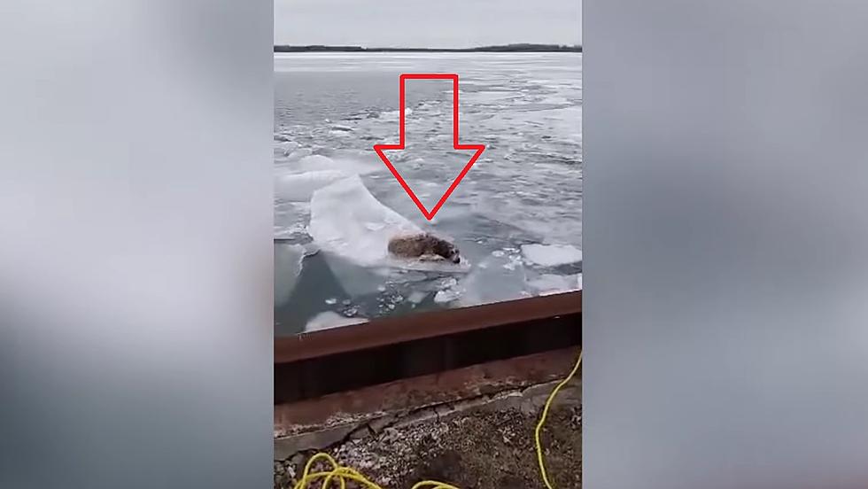 Lost Midwest Dog Found Floating on Ice in the River, Gets Rescued