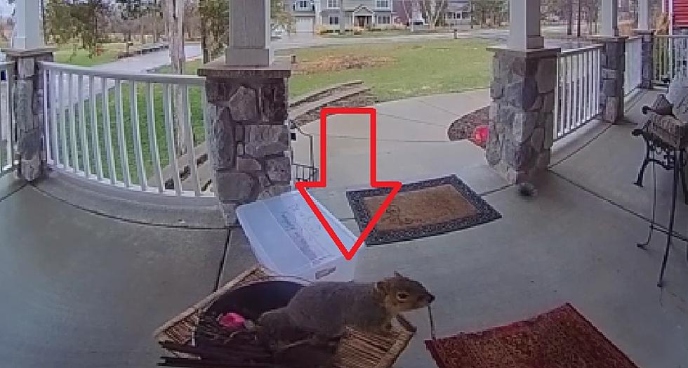Illinois Squirrel Rings Doorbell, Seems to Be Waiting for Nuts