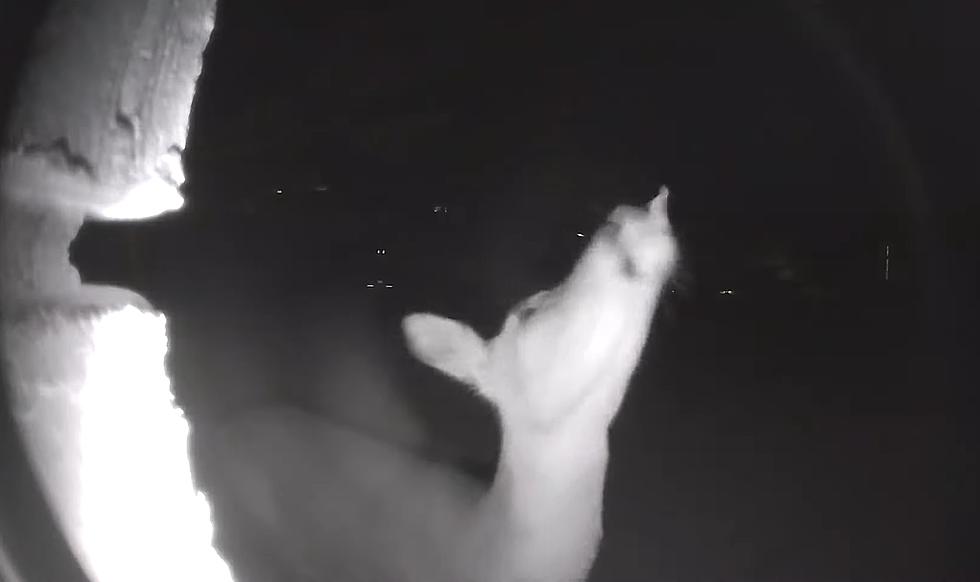 Midwest Family’s Doorbell Cam Proves They’re Being Played by Deer