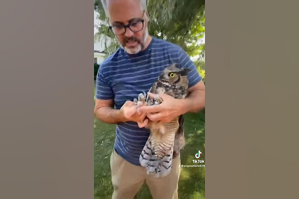 Midwestern Family Rescues a Huge Owl Stuck in their Chicken Coop