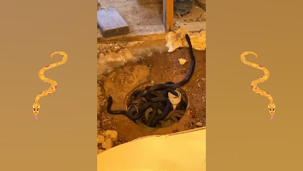 Midwest Bathroom Remodel Reveals 10 Snakes Under the Floor