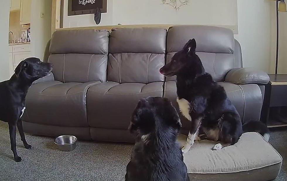 Watch What the Dogs are Doing When You’re Not Home