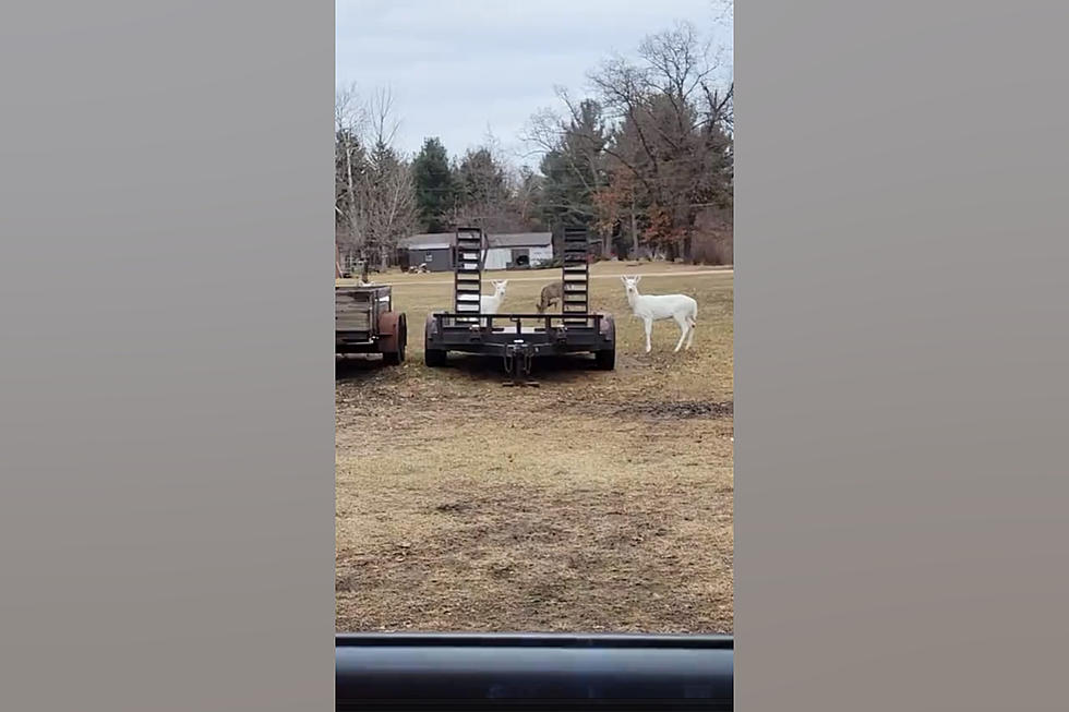 Triple Rare? Driver Shares Video of 3 White Deer in Midwest Yard