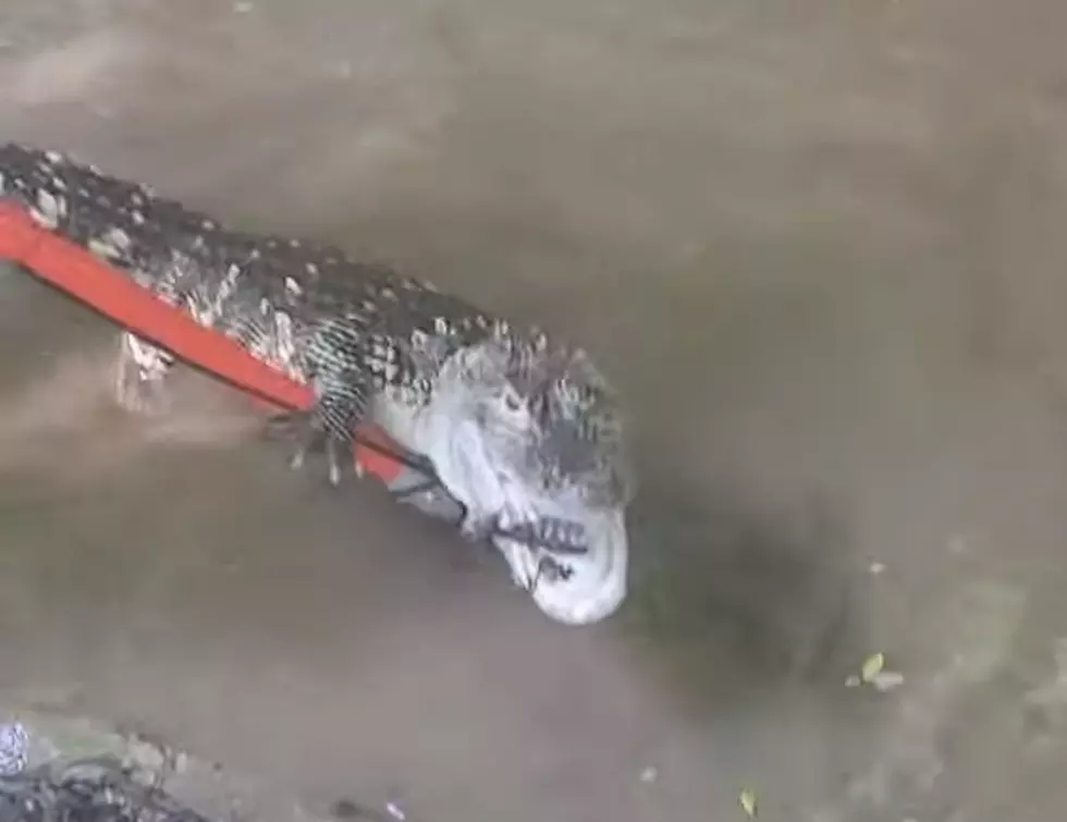 That Fun Time When a Mad Alligator Was Found in a Missouri Creek