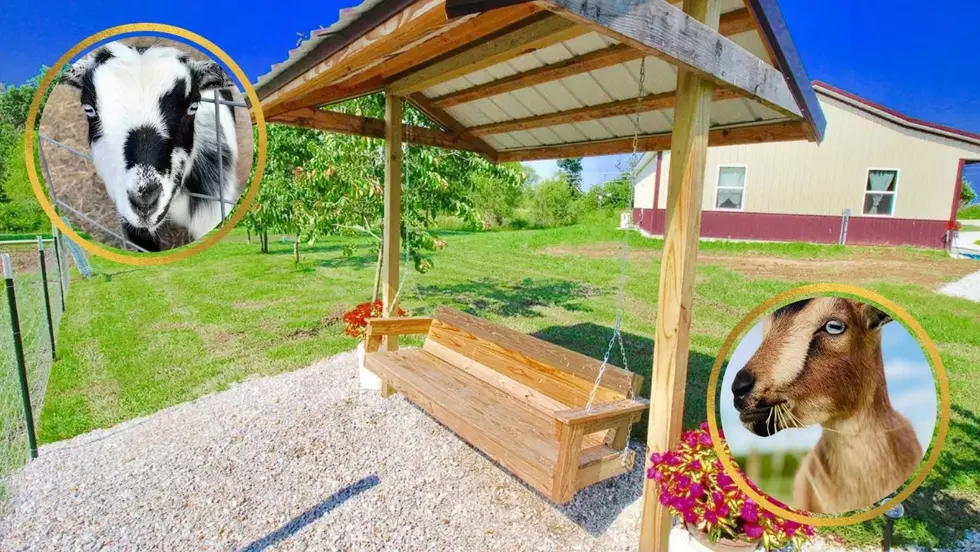 Check Out A Real Goat Farm Airbnb Near Mark Twain Lake