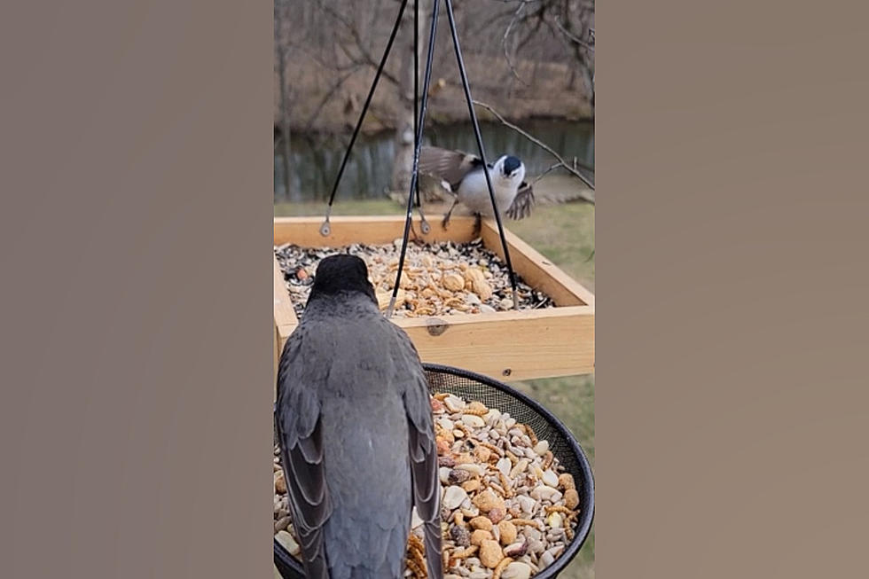 Watch this Tiny Illinois Bird do a Funky Dance to Scare Off Robin