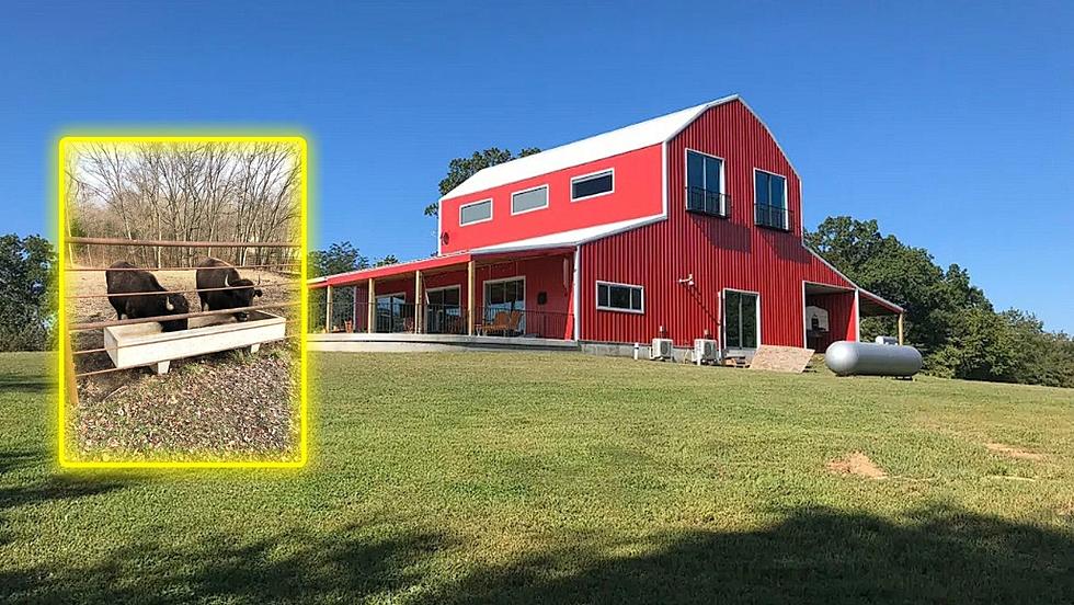 This Missouri Barn Airbnb is Hosted by 2 Bison Named DJ and Flo