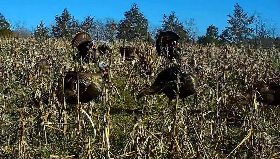 Missouri Turkeys Find Trail Cams, Pose for Thanksgiving Pics