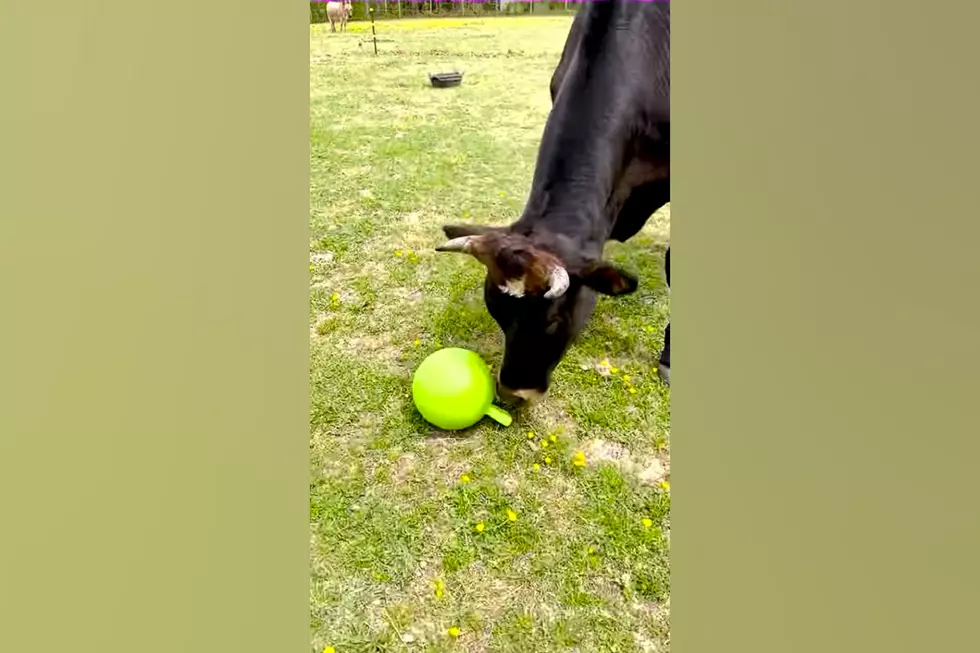 Let’s Watch a Bull Named Hershey Play with his New Green Ball