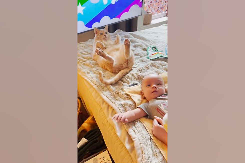 Watch a Jealous St. Louis Cat Mimic a Baby to Get Attention
