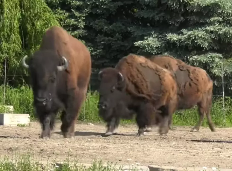 Illinois Zoo Explains How to Tell Which Bison is Joe and Judy