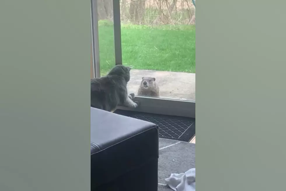 Watch a Midwest Cat Have a Stare Down with a Stubborn Groundhog