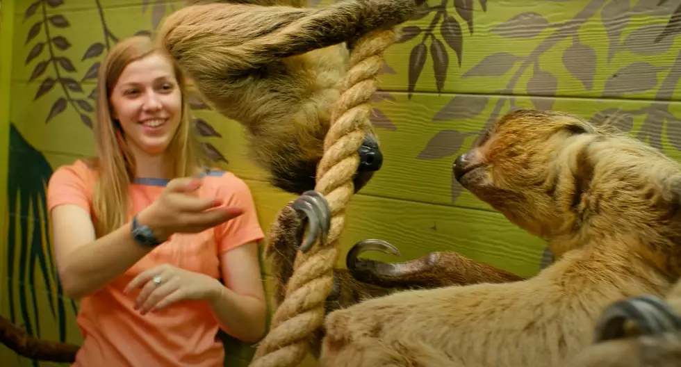 This Branson Place Lets You Hang Out with Exotic Animals