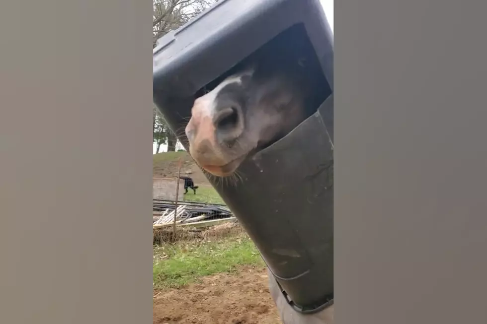 This Midwestern Horse Named Chrome Got Stuck in a Garbage Can