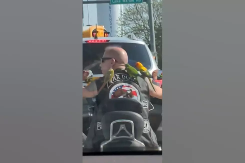 Driver Shares Video of an Illinois Biker Riding with Parrots