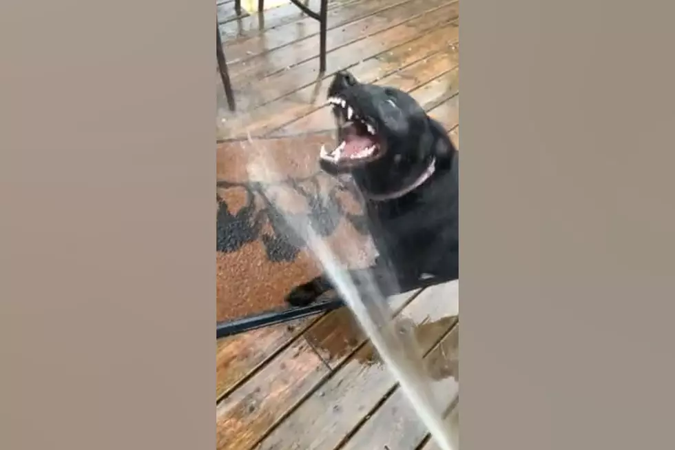 Nobody Loves Water Hoses as Much as this Illinois Black Lab