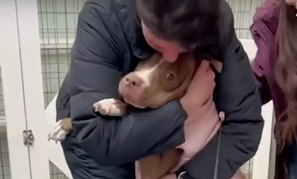 Feel the Pure Joy of These Illinois Shelter Dogs Getting Adopted