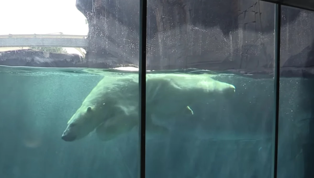 Polar Bear  Saint Louis Zoo