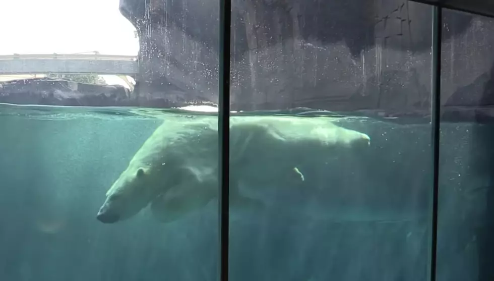 How Kali the Polar Bear Found a Forever Home in the St. Louis Zoo
