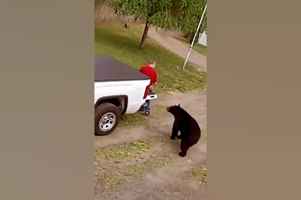 Watch a Man’s Lunch Break Get Rudely Interrupted by a Bear