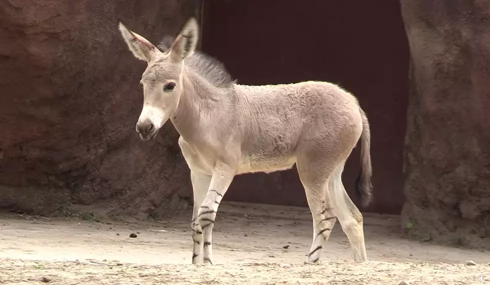 Watch a New Baby Named &#8216;Astrid&#8217; Frolic Around the St. Louis Zoo