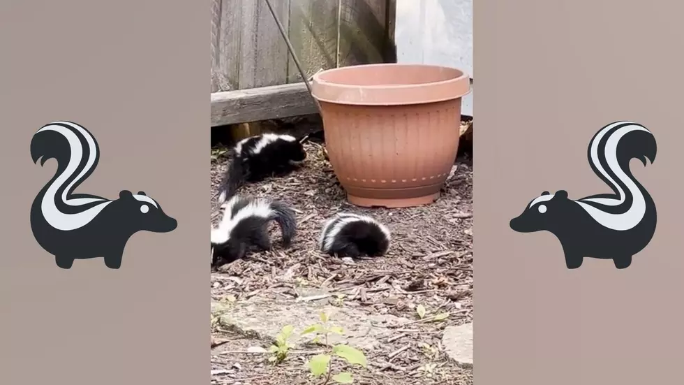 Illinoisan Finds Baby Skunks in Yard, Perplexed at What to Do