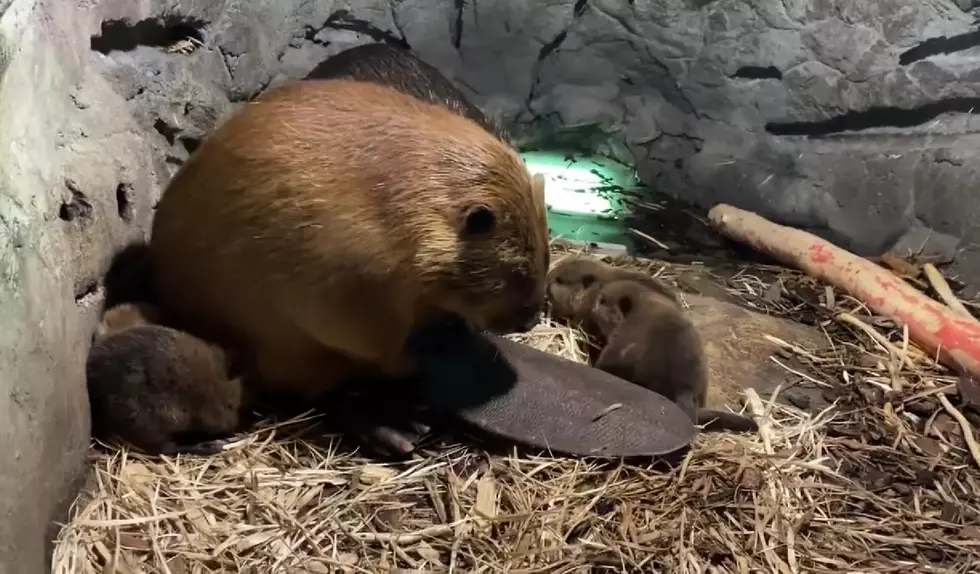 Beavers Randy and Gina Just Had 6 Beaver Babies in a Midwest Zoo