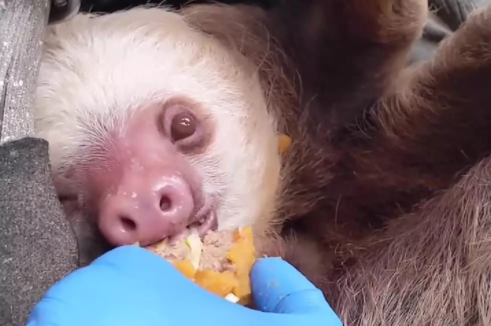 Watch Illinois Zoo Sloth Celebrate Her 7th Birthday&#8230;Slowly