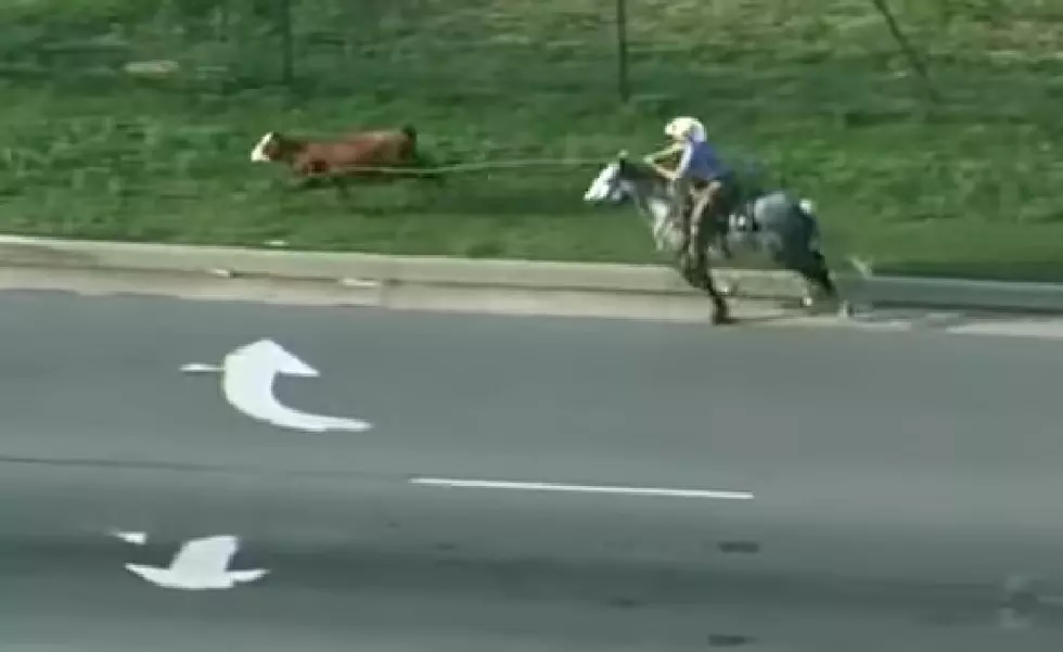 Watch a Midwest Cow Go Rogue &#038; Get Chased By Cowboys Down Highway