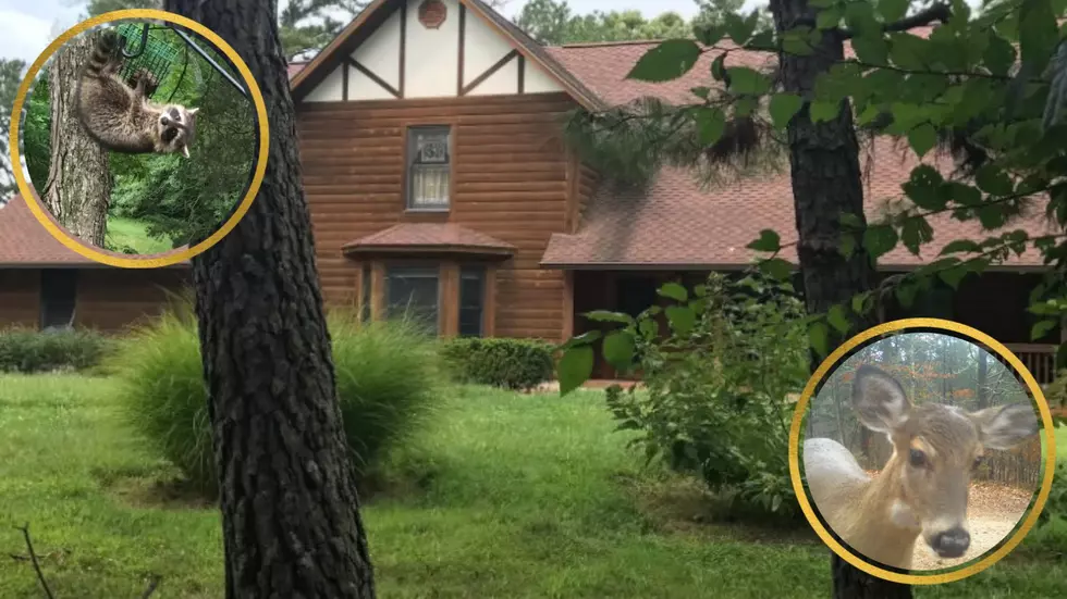 This Missouri Cabin at Huzzah Creek is Surrounded by Critters