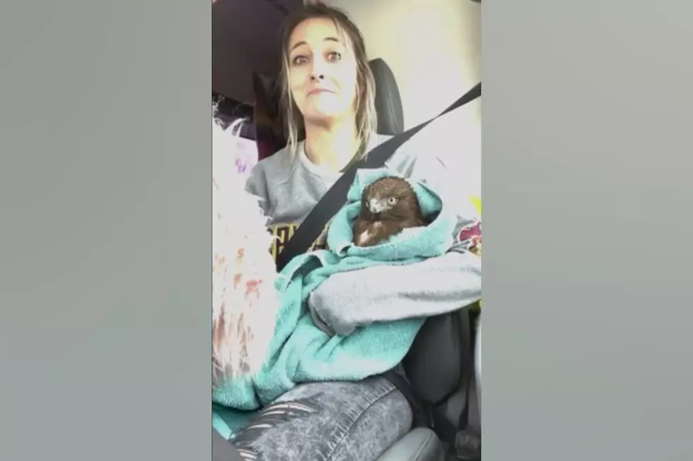 This Iowa Woman Rescued a Wounded Hawk from the Road
