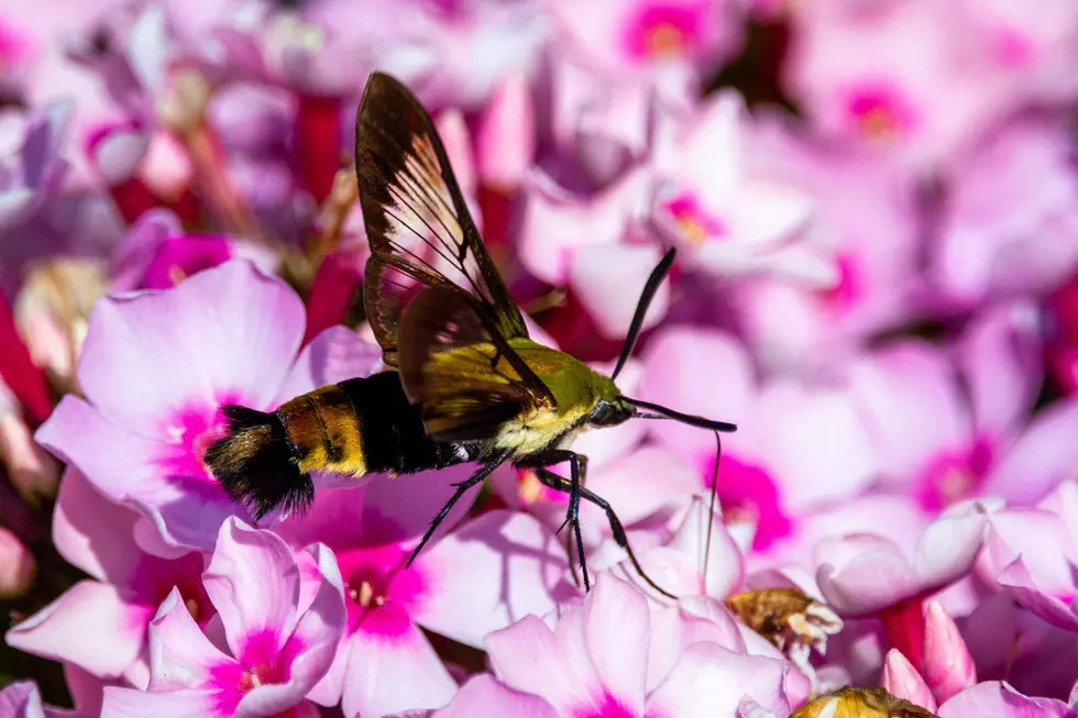 Missouri&#8217;s Hummingbird Moth is Both Beautiful &#038; Terrifying