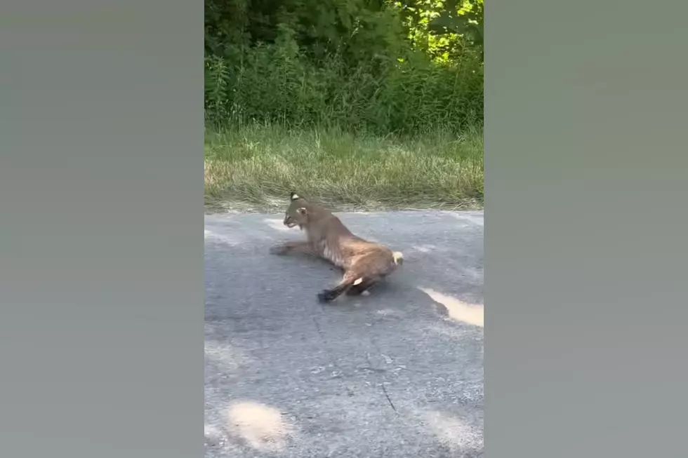 Driver Shares Video of a Bobcat in Pike County, Missouri on UU