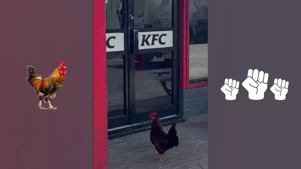 Watch Roosters Stage a Hilarious Revolt in Front of a KFC