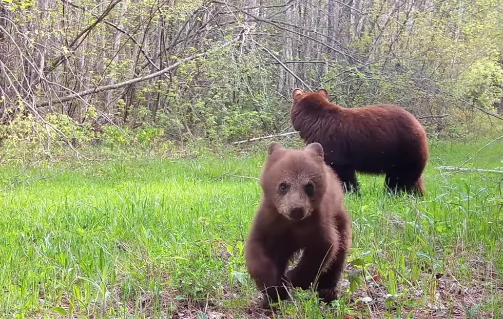 Watch a Tiny Bear Club Unleash the Fury on a Midwest Trail Cam
