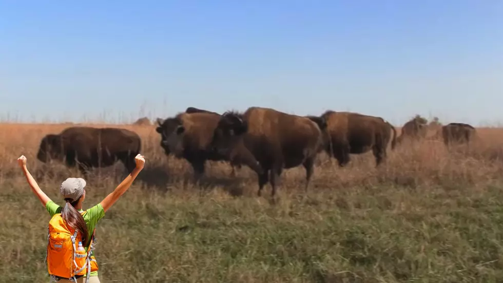 Can You Really Hike with Bison in Missouri? &#8211; Yes, and Here&#8217;s How