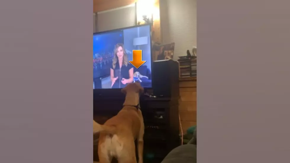 Watch a Dog in Illinois Become Fascinated with the Dog on TV