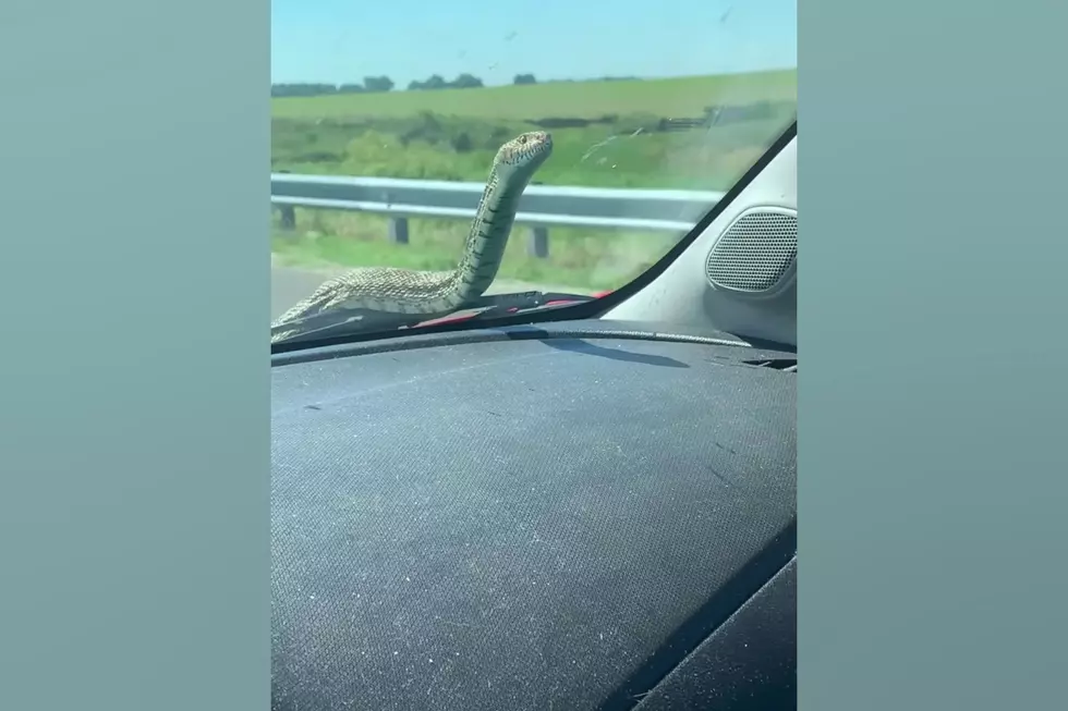 Midwest Woman Shares Video of a Snake Hitchhiker on Windshield