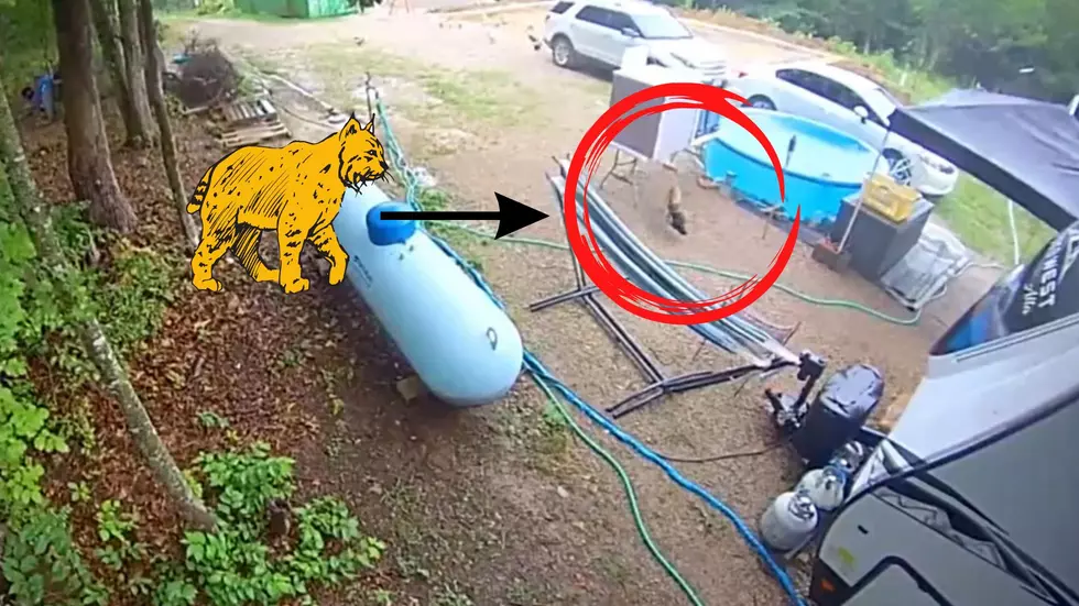 Missouri Farmer Shares Video of a Bobcat Stealing His Chicken