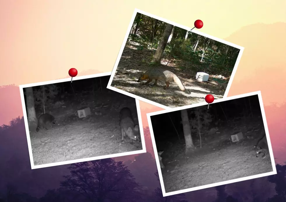Jungle Book? – Missouri Trail Cam Shows Raccoons, Deer & Foxes