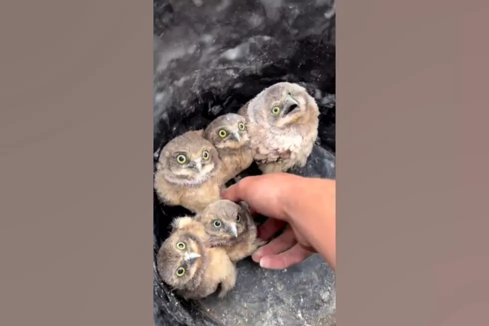 Watch Wildlife Conservationist Release Baby Owls Back to the Wild