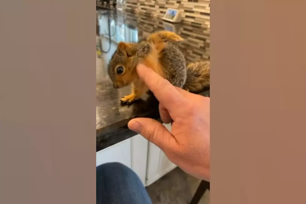 This Midwestern Orphaned Squirrel Now Demands to be Scratched