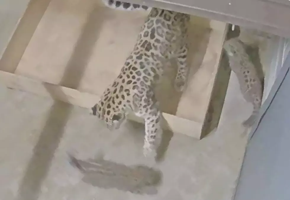 St. Louis Zoo Shares Video of Baby Leopards Running Around Mama