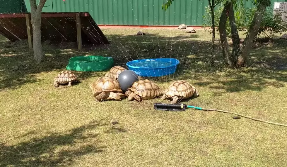 Midwest Family Shares Video of Turtles Playing in their Sprinkler