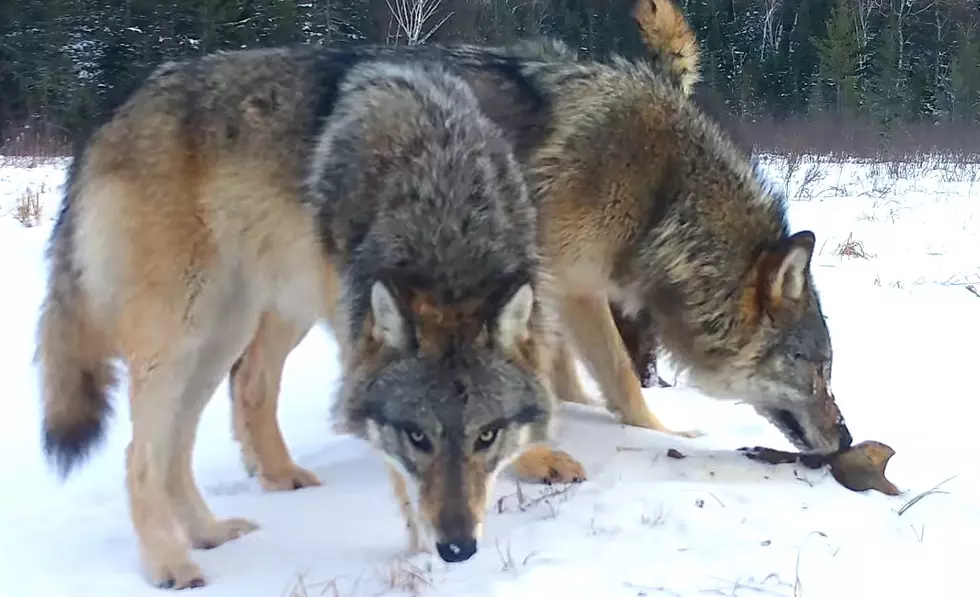 Midwest Trail Cam Shows a Wolf Pack Including Famed Beaver Killer