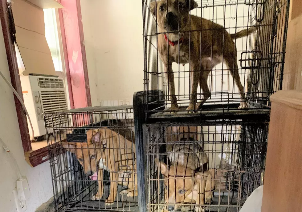 25 Animals Rescued from Inhumane Conditions in Missouri Home