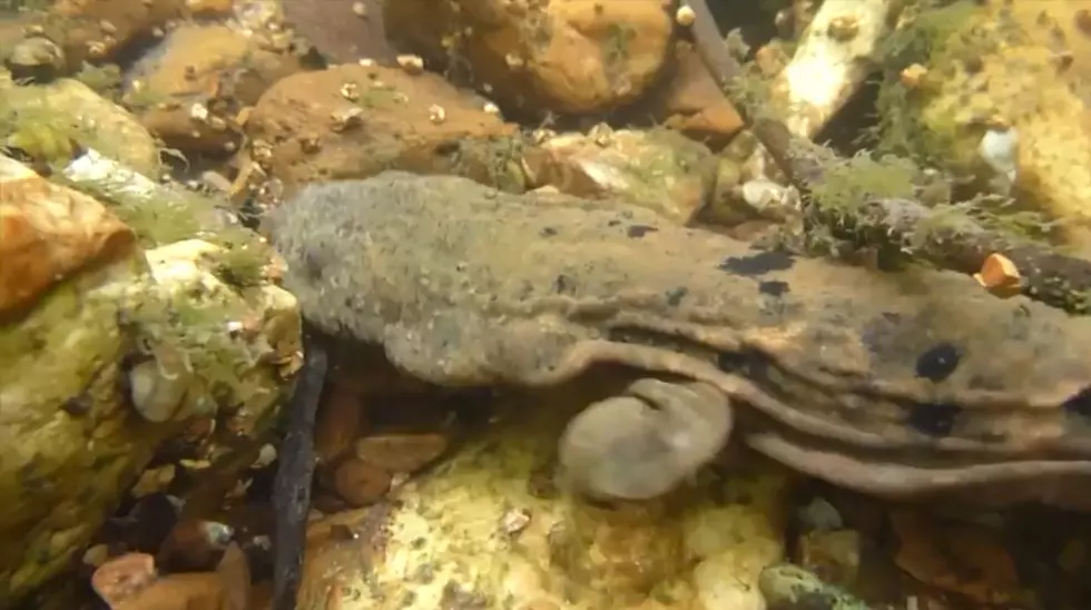 Missouri Releases 10,000th Giant Hellbender Salamander into River