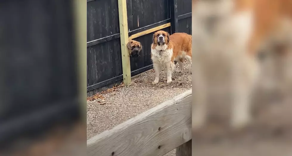 Watch 2 Midwest Dogs Act Innocent After They Made a Hole in Fence