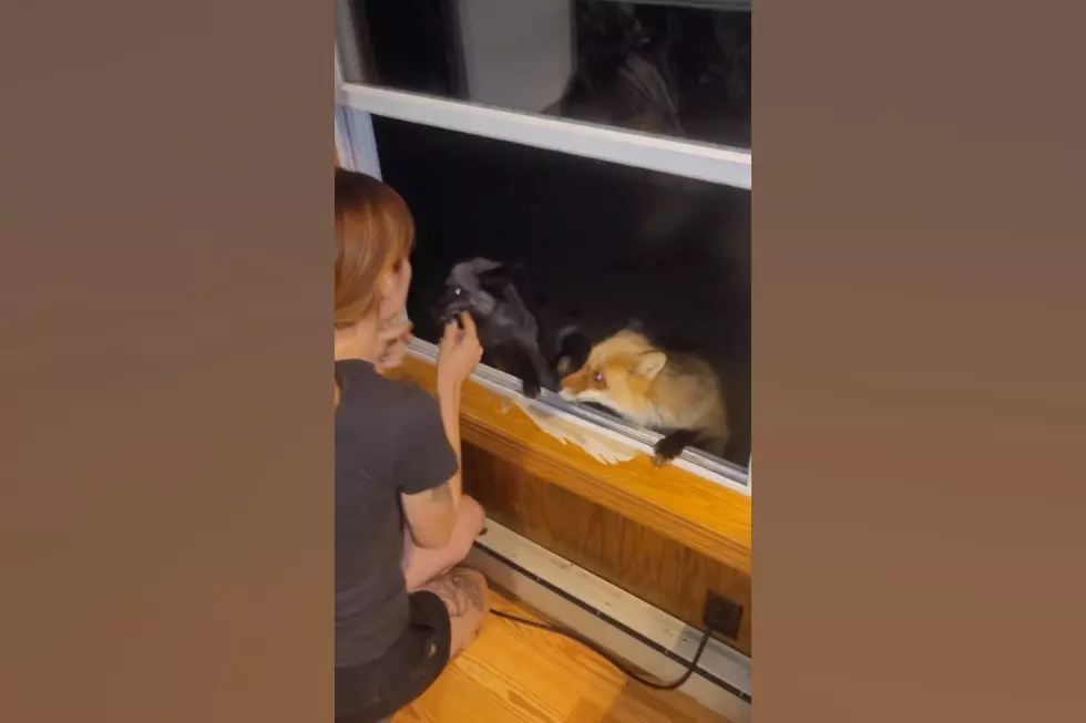 Watch Snack Time for a Midwest Woman Who Runs a Fox Rescue