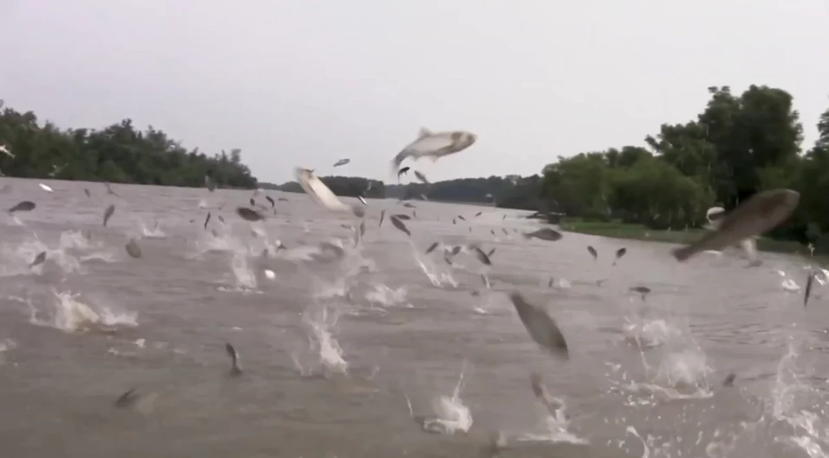 Report: Missouri Fisherman are Being Injured by Flying Carp